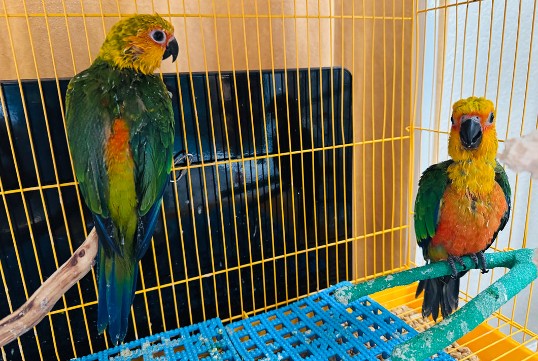 Jenday Conure Babies