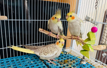 Load image into Gallery viewer, Cockatiel Babies
