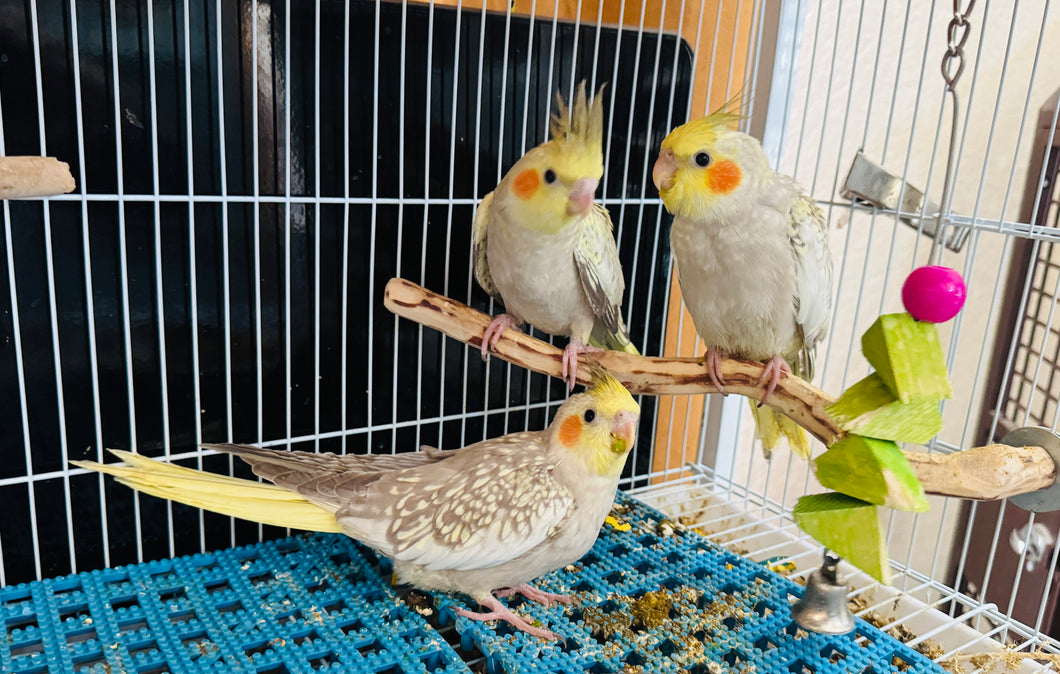 Cockatiel Babies