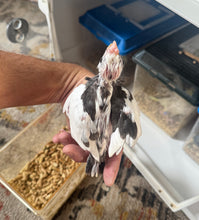 Load image into Gallery viewer, White Faced Cockatiel Babies
