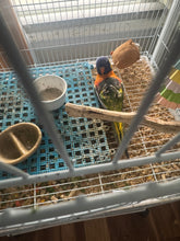 Load image into Gallery viewer, Hybrid Swansons/Rainbow Lorikeet Baby
