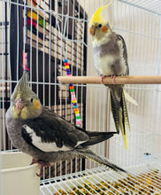 Load image into Gallery viewer, Cockatiel Babies

