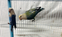 Load image into Gallery viewer, Lovebird Pair (males)
