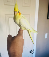 Load image into Gallery viewer, Cockatiel Babies
