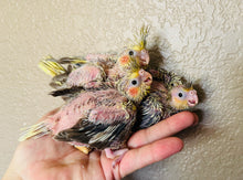 Load image into Gallery viewer, Cockatiel Babies

