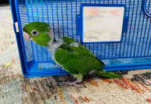 Load image into Gallery viewer, Mexican Green Conure Baby
