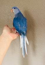 Load image into Gallery viewer, Indian Ringneck Parakeet Babies
