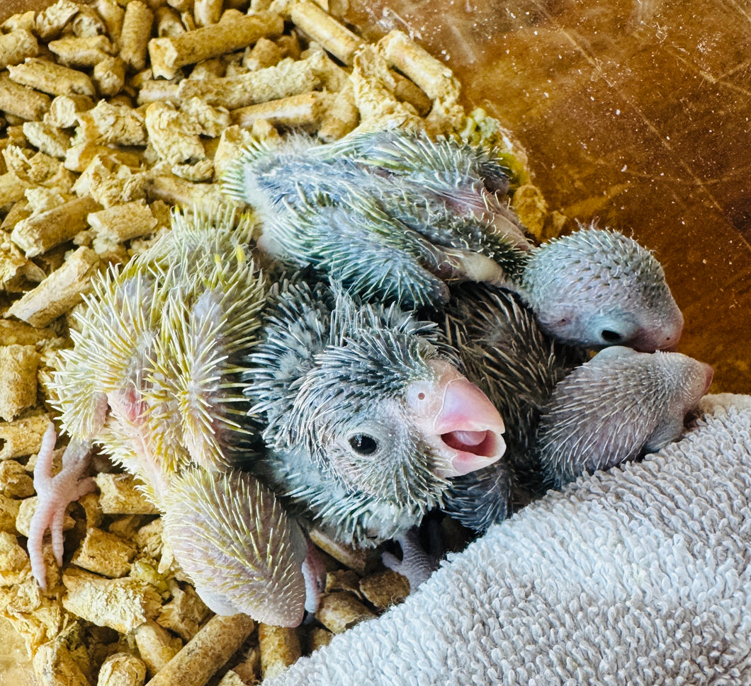 Parrotlet Babies