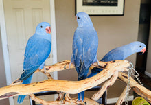 Load image into Gallery viewer, Indian Ringneck Parakeet Babies

