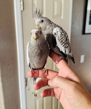 Load image into Gallery viewer, White Faced Cockatiel Babies
