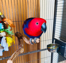 Load image into Gallery viewer, Female Solomon Island Eclectus
