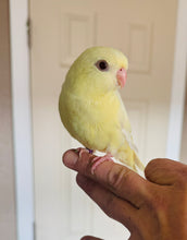 Load image into Gallery viewer, Lineolated (Linnie) Parakeet Babies
