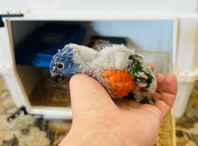 Load image into Gallery viewer, Hybrid Swansons/Rainbow Lorikeet Babies
