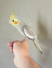 Load image into Gallery viewer, Cockatiel Babies
