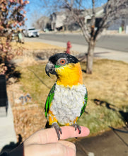 Load image into Gallery viewer, Male Caique Parrot
