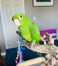 Load image into Gallery viewer, White Eyed Conure Baby
