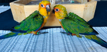 Load image into Gallery viewer, Jenday Conure Babies
