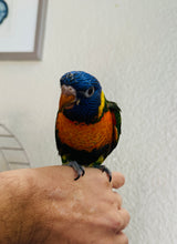 Load image into Gallery viewer, Hybrid Swansons/Rainbow Lorikeet Baby
