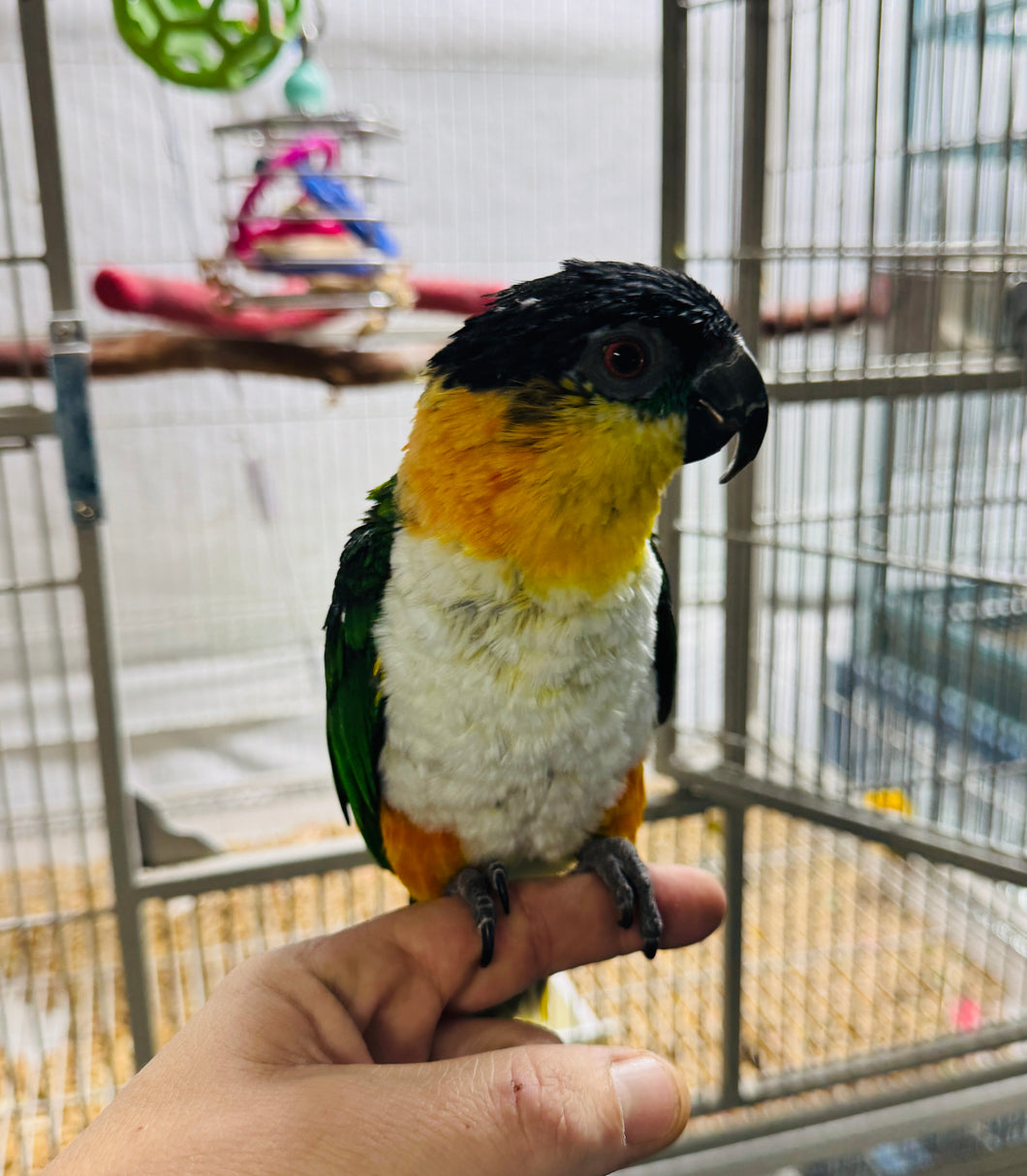 Male Caique Parrot