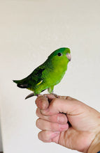 Load image into Gallery viewer, Lineolated (Linnie) Parakeet Babies
