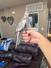 Load image into Gallery viewer, White Faced Cockatiel Babies

