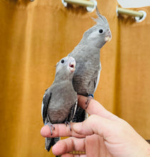 Load image into Gallery viewer, White Faced Cockatiel Babies
