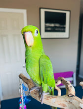 Load image into Gallery viewer, White Eyed Conure Baby
