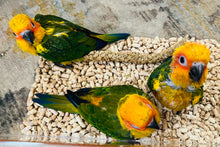 Load image into Gallery viewer, Baby Sun Conures
