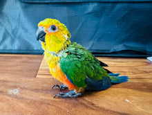 Load image into Gallery viewer, Baby Jenday Conures
