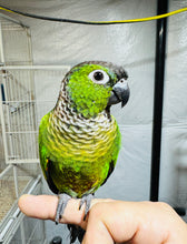 Load image into Gallery viewer, Black-Capped / Maroon Bellied Conure (Hybrid)
