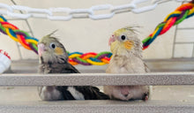 Load image into Gallery viewer, Cockatiel Babies
