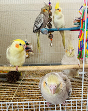 Load image into Gallery viewer, Cockatiel Babies
