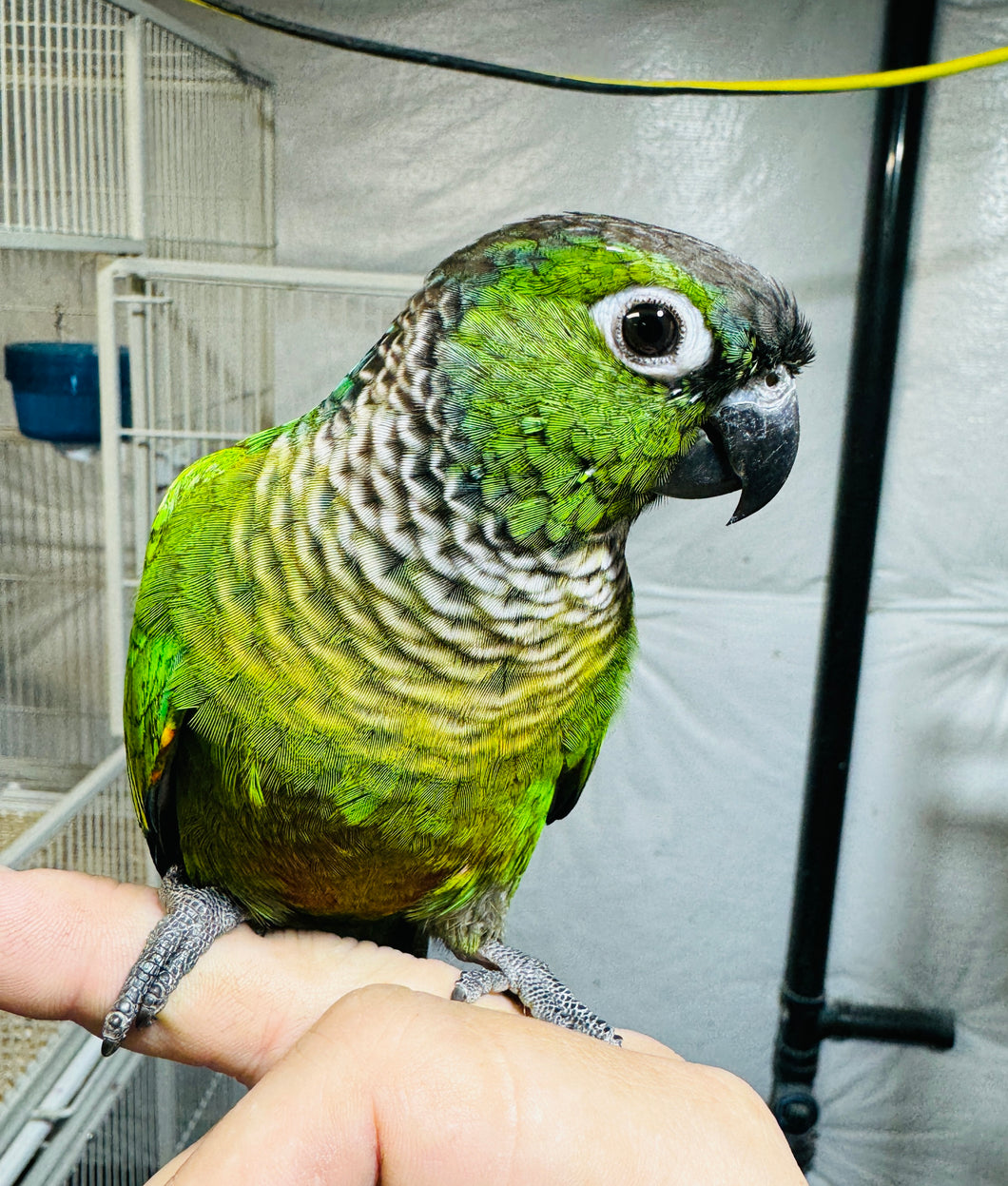 Black-Capped / Maroon Bellied Conure (Hybrid)