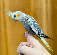 Load image into Gallery viewer, Cockatiel Babies
