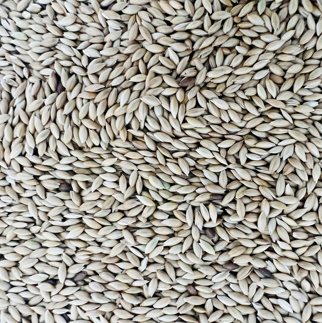 5280 Canary Seed