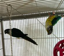 Load image into Gallery viewer, Green Cheek Conure Breeder Pairs
