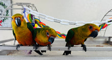 Load image into Gallery viewer, Baby Jenday Conures
