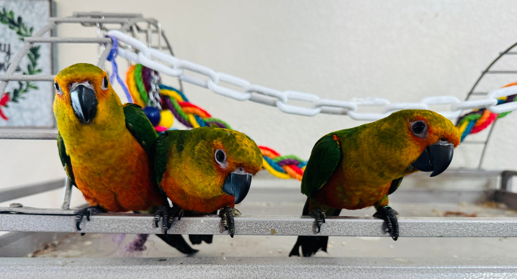 Baby Jenday Conures