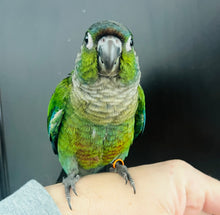 Load image into Gallery viewer, Baby Crimson Bellied Conures

