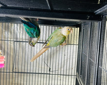 Load image into Gallery viewer, Green Cheek Conure Breeder Pairs
