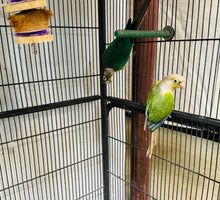 Load image into Gallery viewer, Green Cheek Conure Breeder Pairs
