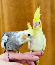 Load image into Gallery viewer, Cockatiel Babies
