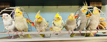 Load image into Gallery viewer, Cockatiel Babies
