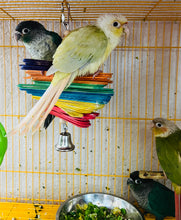 Load image into Gallery viewer, Baby Green Cheek Conures
