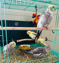 Load image into Gallery viewer, Cockatiel Babies
