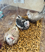 Load image into Gallery viewer, Cockatiel Babies
