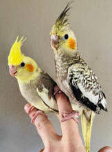 Load image into Gallery viewer, Cockatiel Babies
