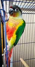 Load image into Gallery viewer, Baby Green Cheek Conures
