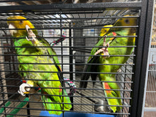 Load image into Gallery viewer, Adult Double Yellow Headed Amazon&#39;s
