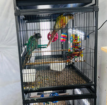 Load image into Gallery viewer, Green Cheek Conure Breeder Pairs
